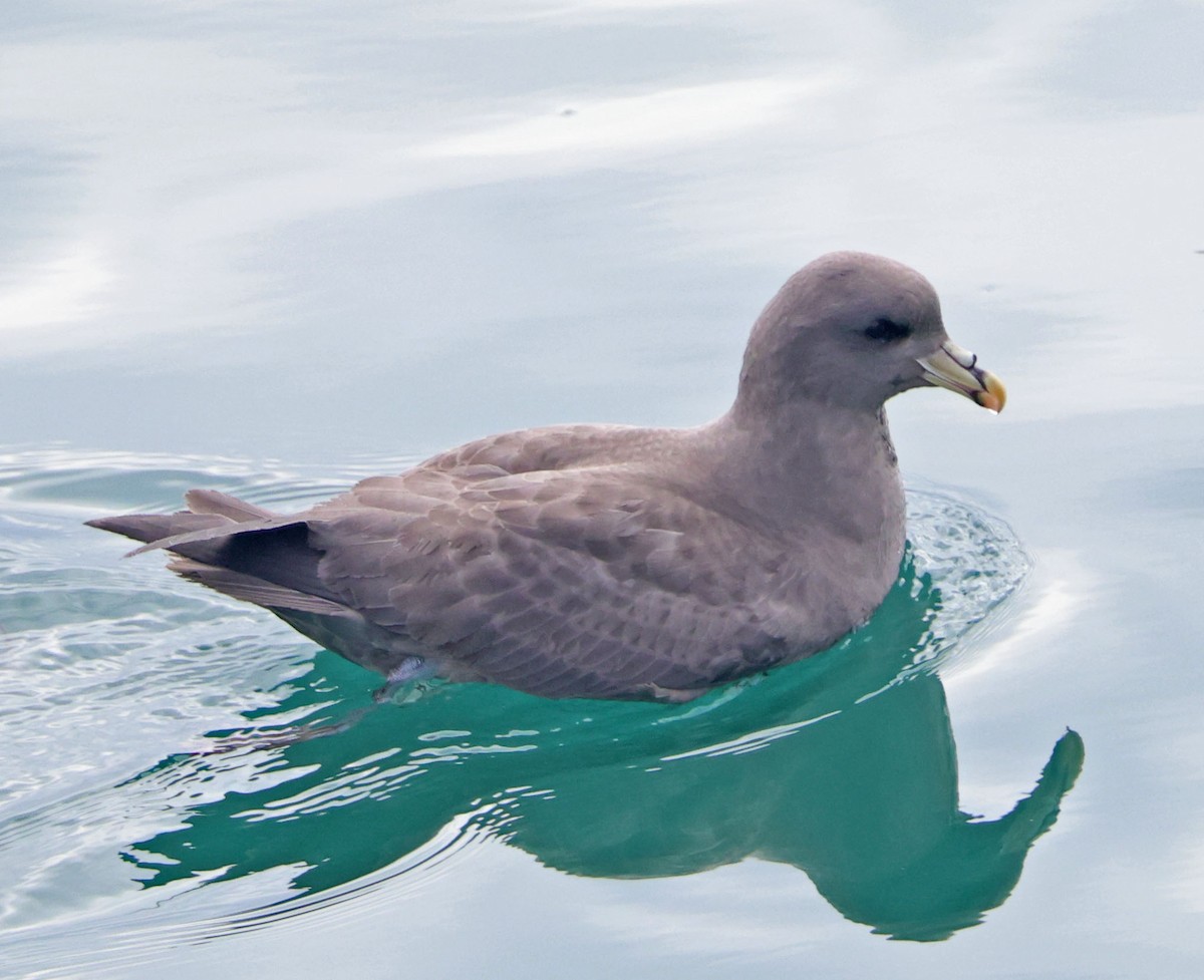 סערון שחפי - ML644614634