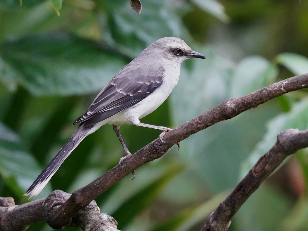 Tropical Mockingbird - ML644614642