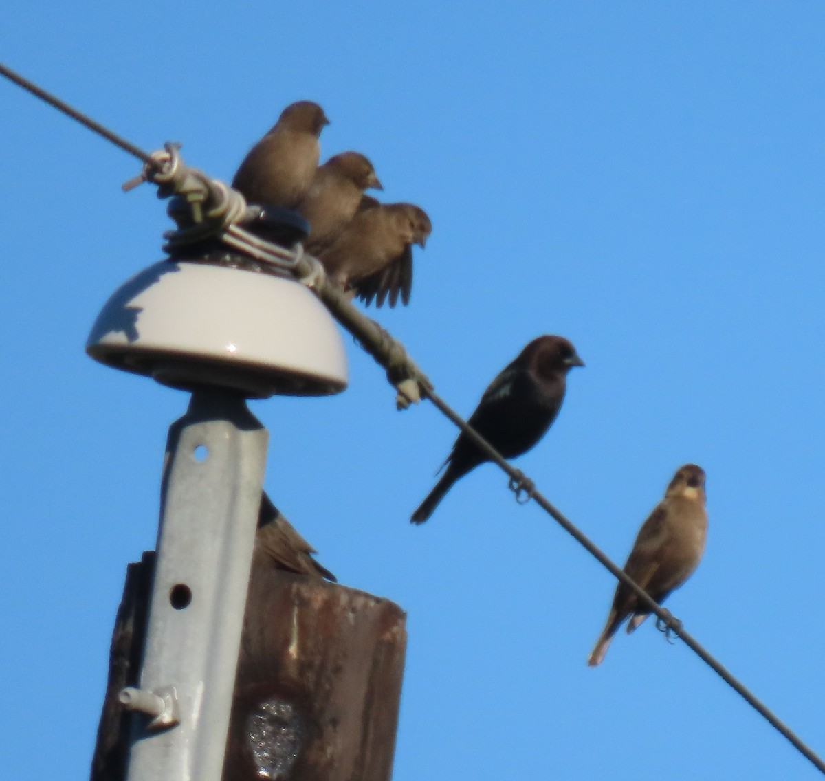 Braunkopf-Kuhstärling - ML644614662