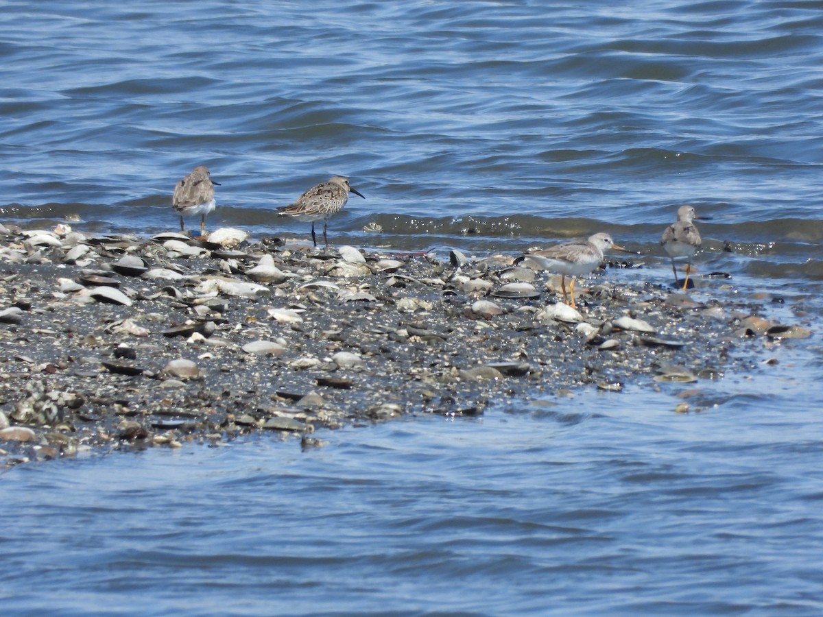 Terek Sandpiper - ML644614670