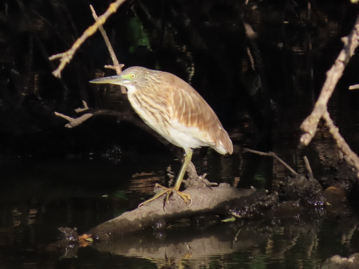 Sgarza ciuffetto - ML644614686