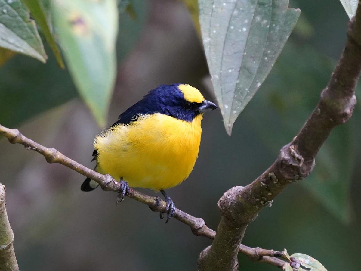 Thick-billed Euphonia - ML644614695