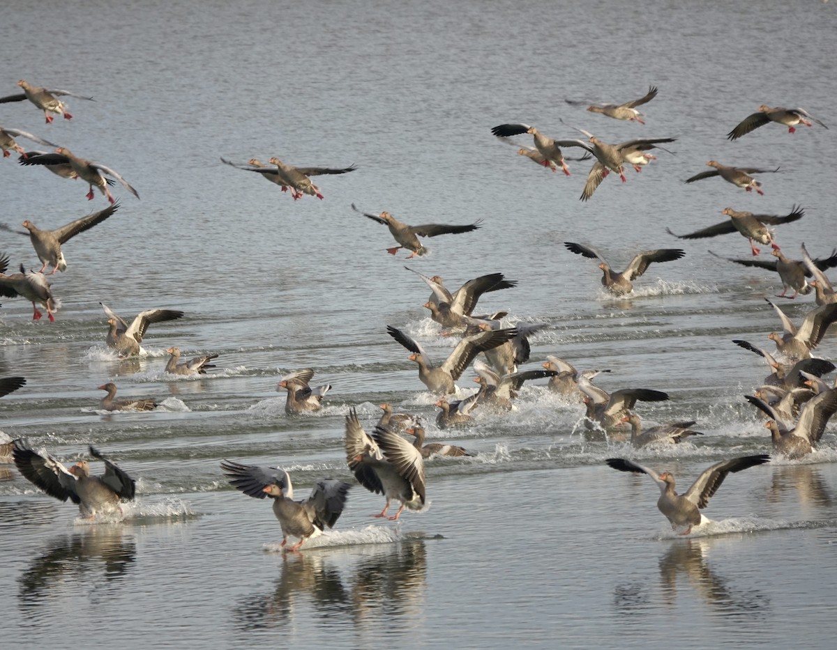 husa velká - ML644614700