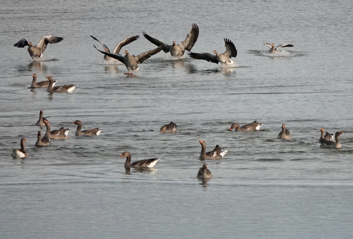 husa velká - ML644614701