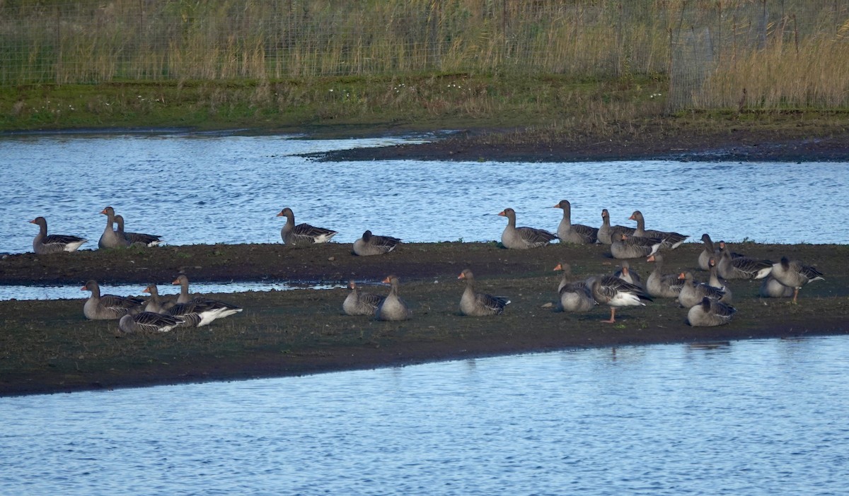 husa velká - ML644614703