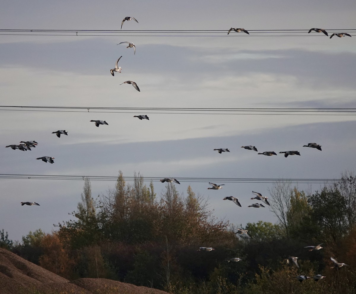 husa velká - ML644614705