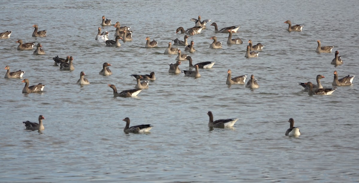 husa velká - ML644614706