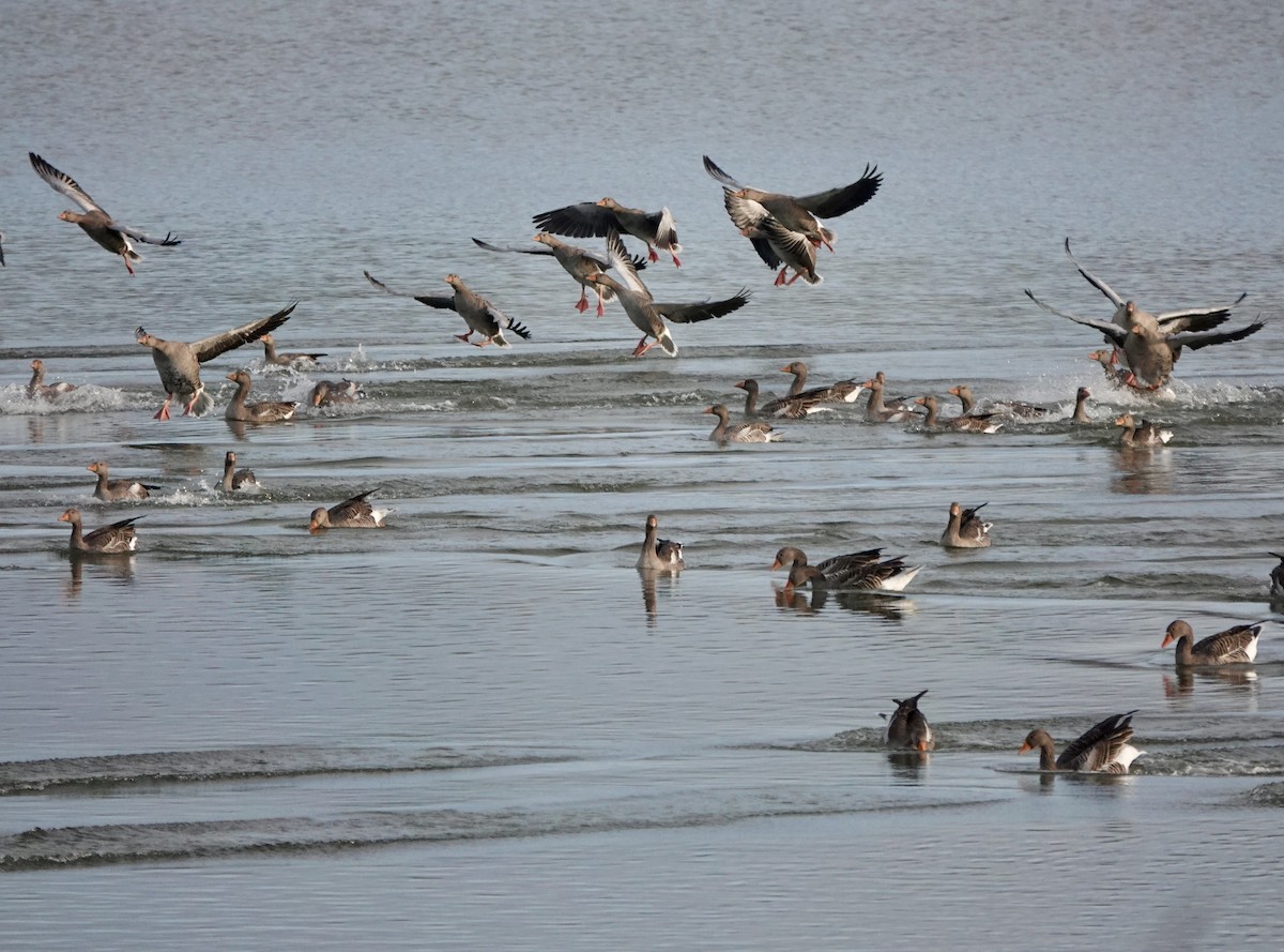 husa velká - ML644614707