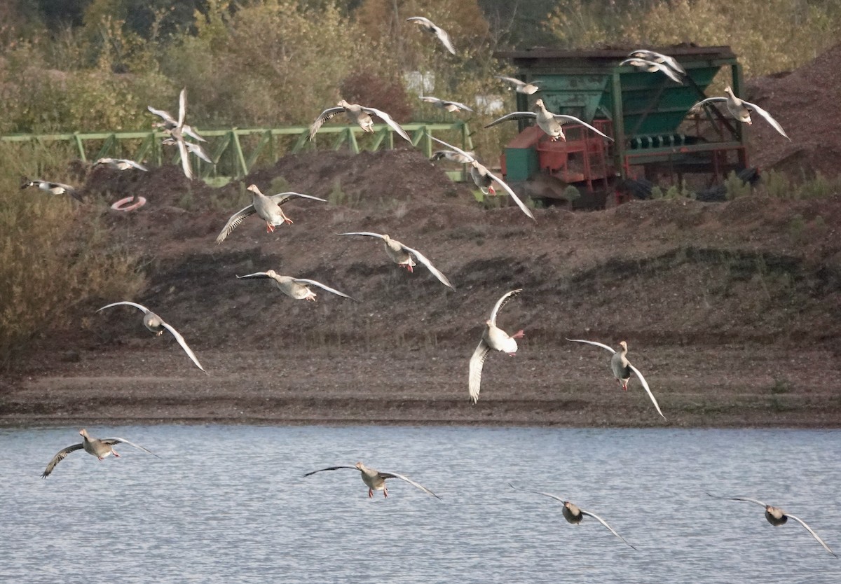 husa velká - ML644614708