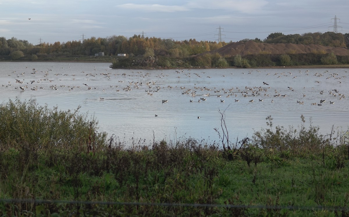 husa velká - ML644614709