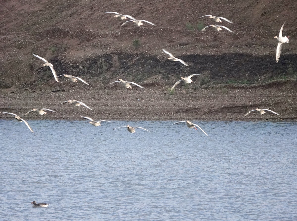 husa velká - ML644614710