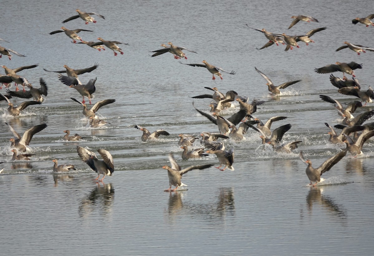 husa velká - ML644614711