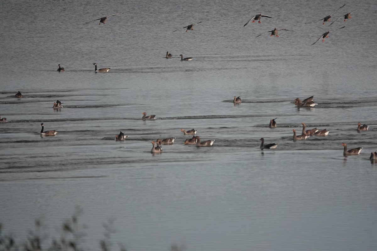 husa velká - ML644614712