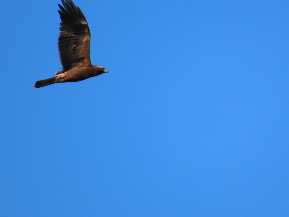 Aquila minore - ML644614714