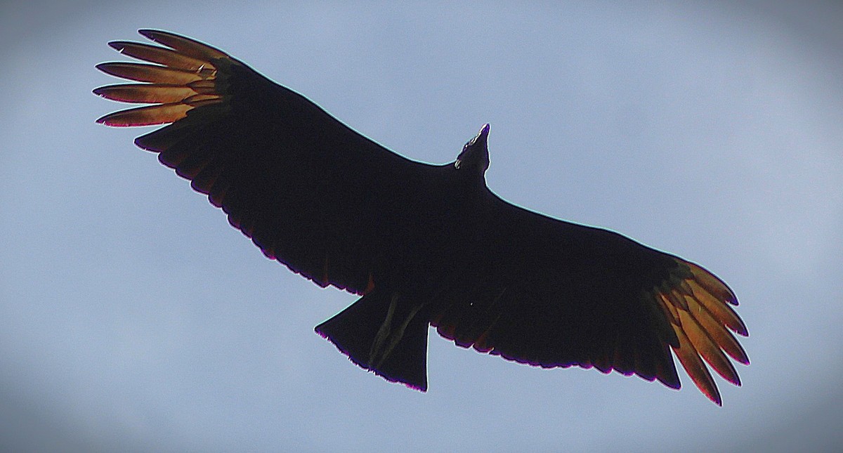 Black Vulture - ML644614715