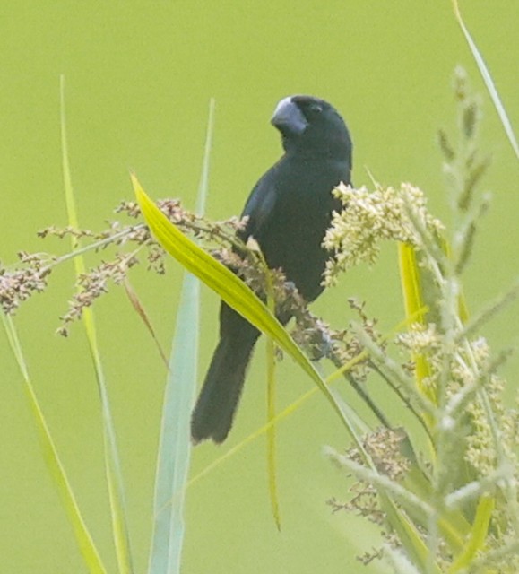 Black-billed Seed-Finch - ML644614718