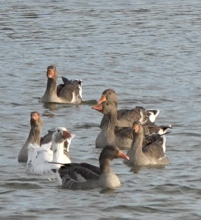 husa velká (domestikovaná) - ML644614722