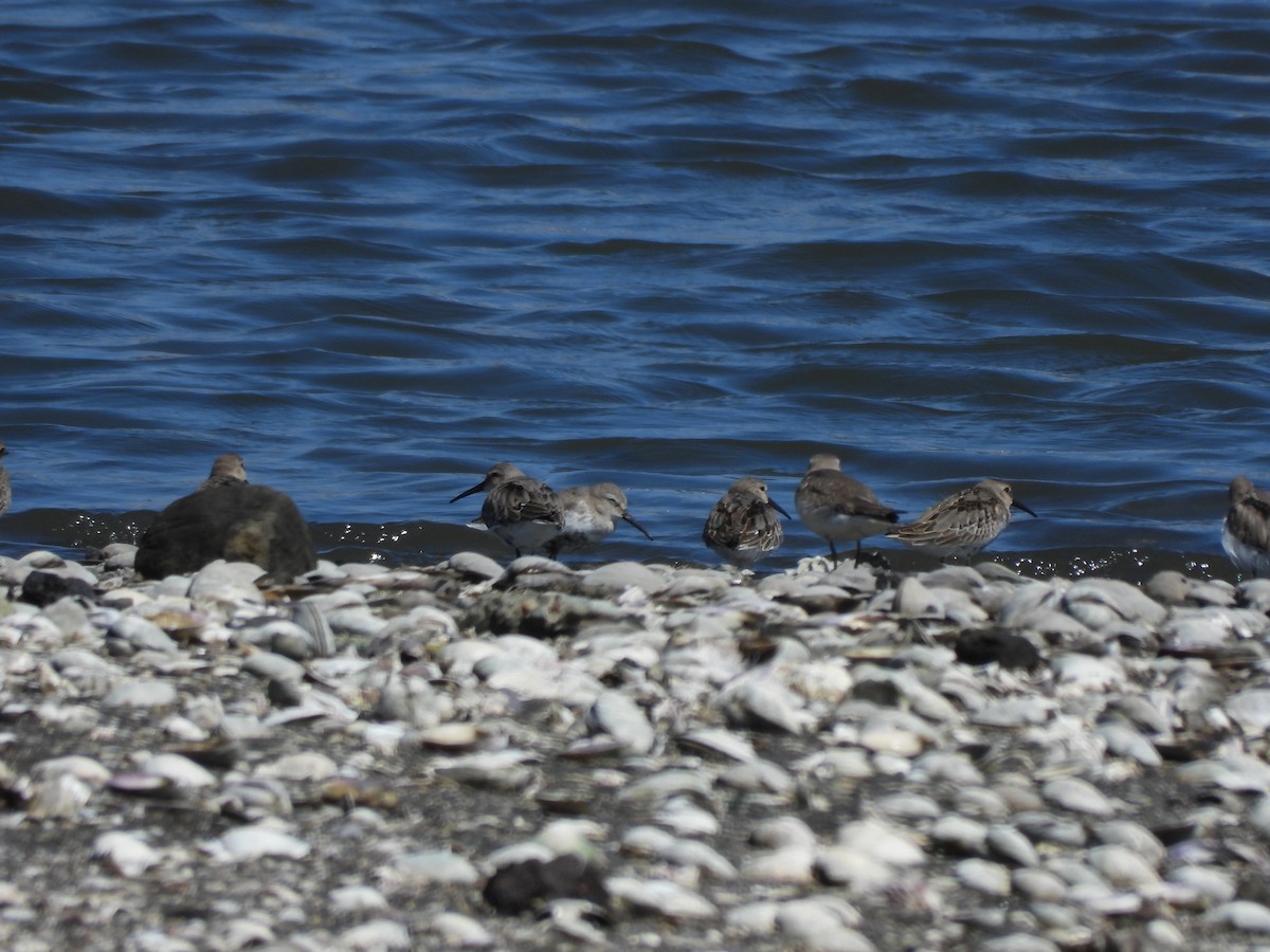 Dunlin - ML644614758