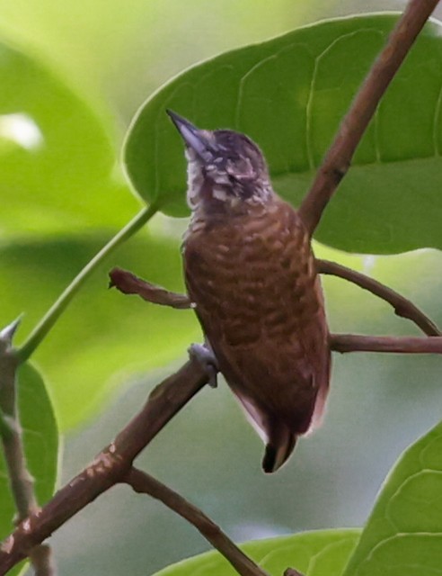 Lafresnaye's Piculet - ML644614779