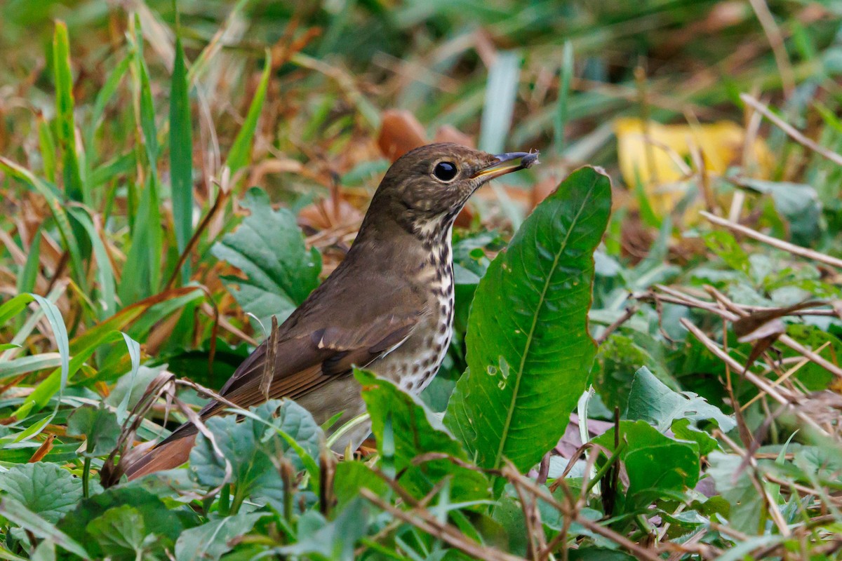 Hermit Thrush - ML644614780