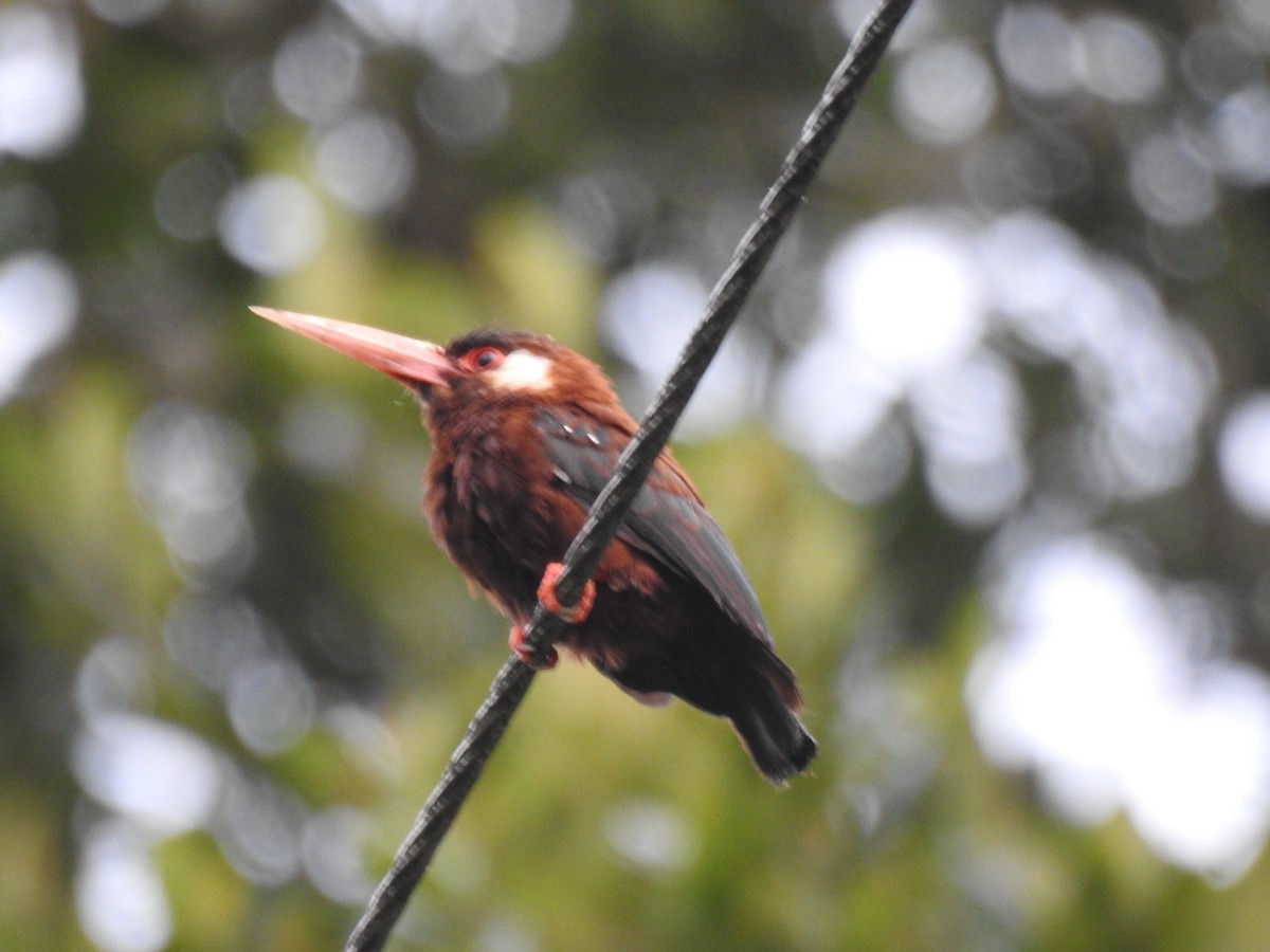 hvitørejakamar - ML644614781