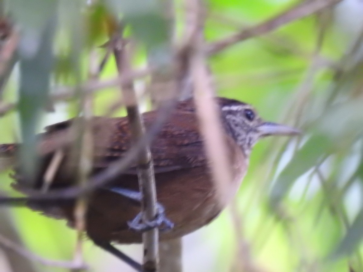 Белоухий крапивник - ML644614802