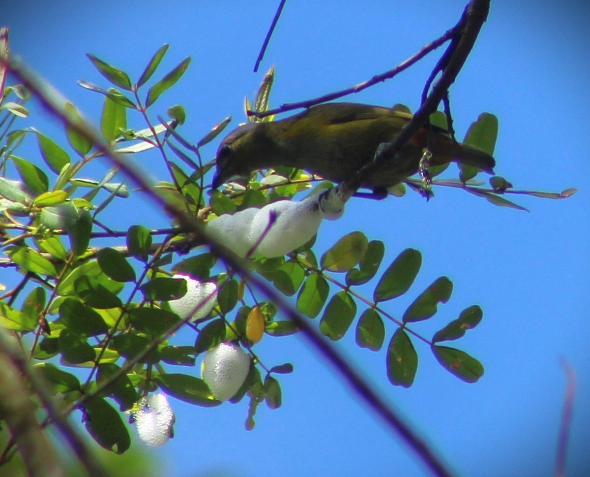 Chestnut-bellied Euphonia - ML644614803