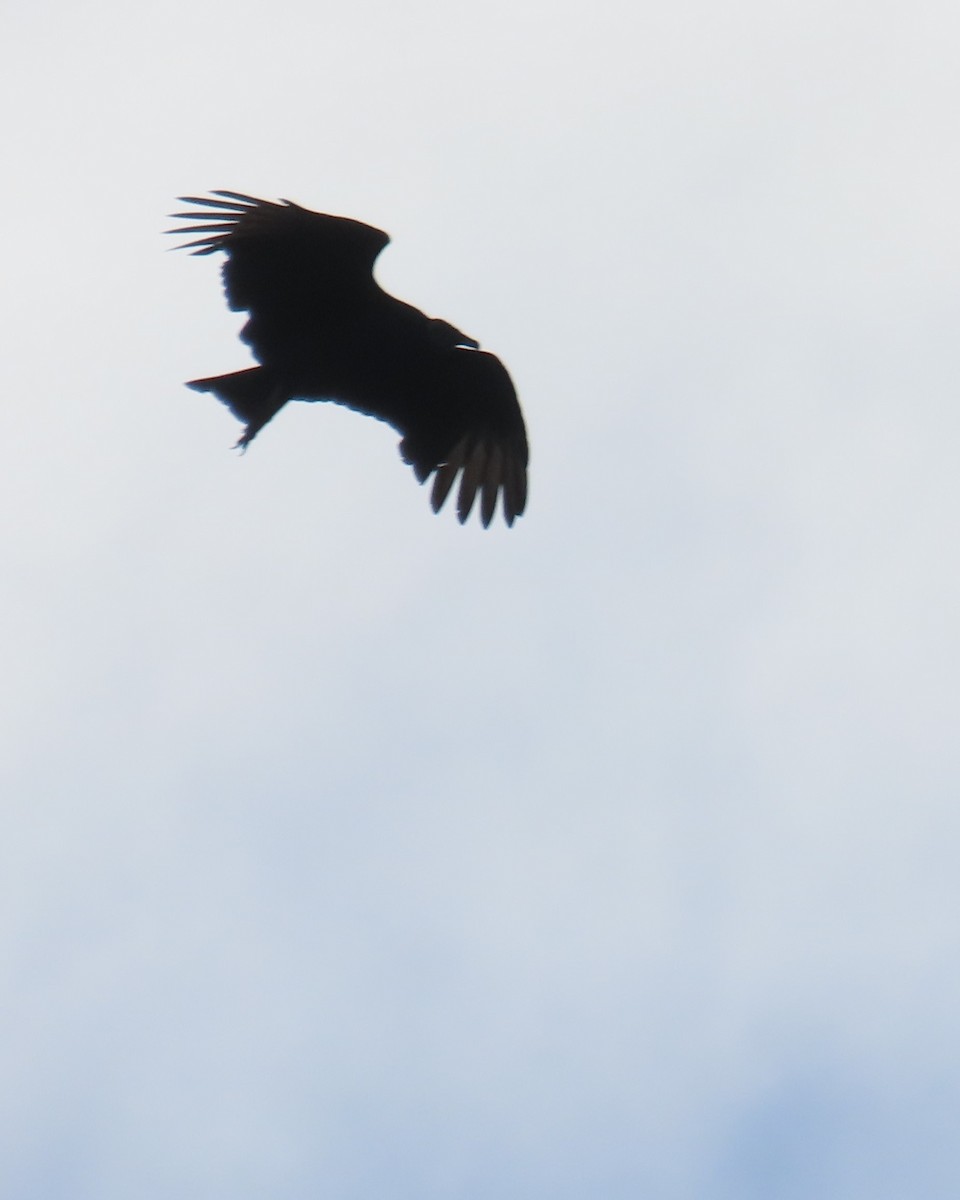 Black Vulture - ML644614804