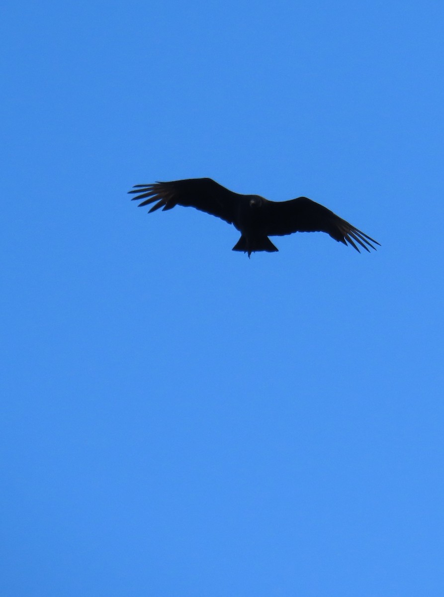 Black Vulture - ML644614805