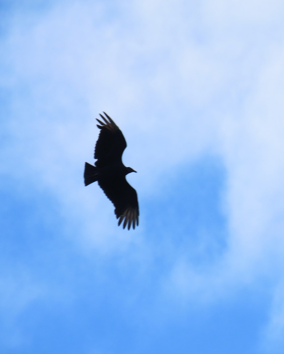 Black Vulture - ML644614806