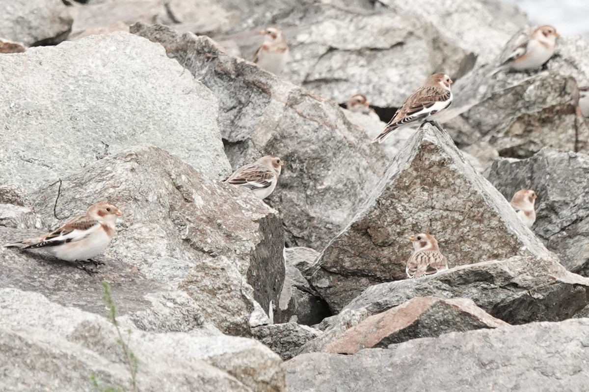 Snow Bunting - ML644614811
