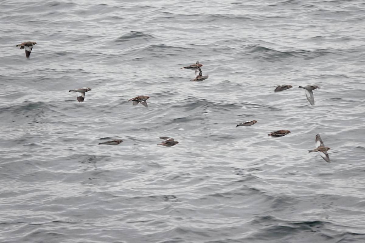 Snow Bunting - ML644614812