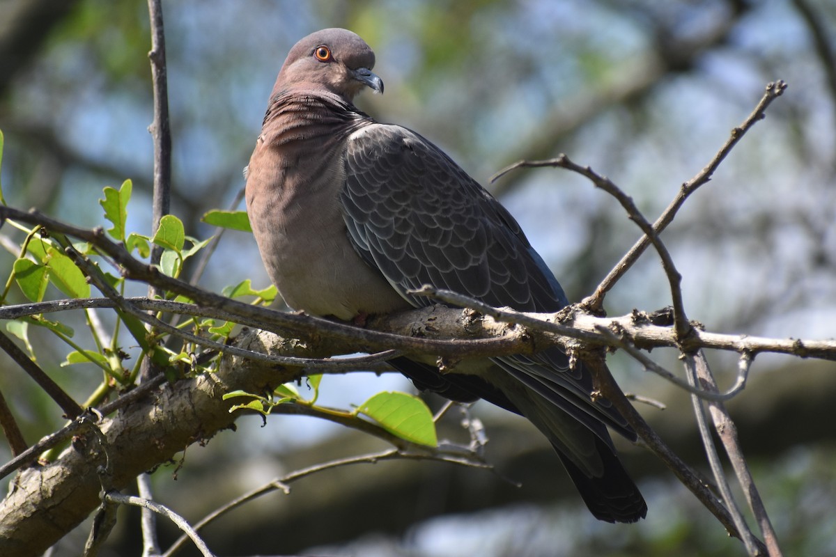 Темнохвостый голубь - ML644614825