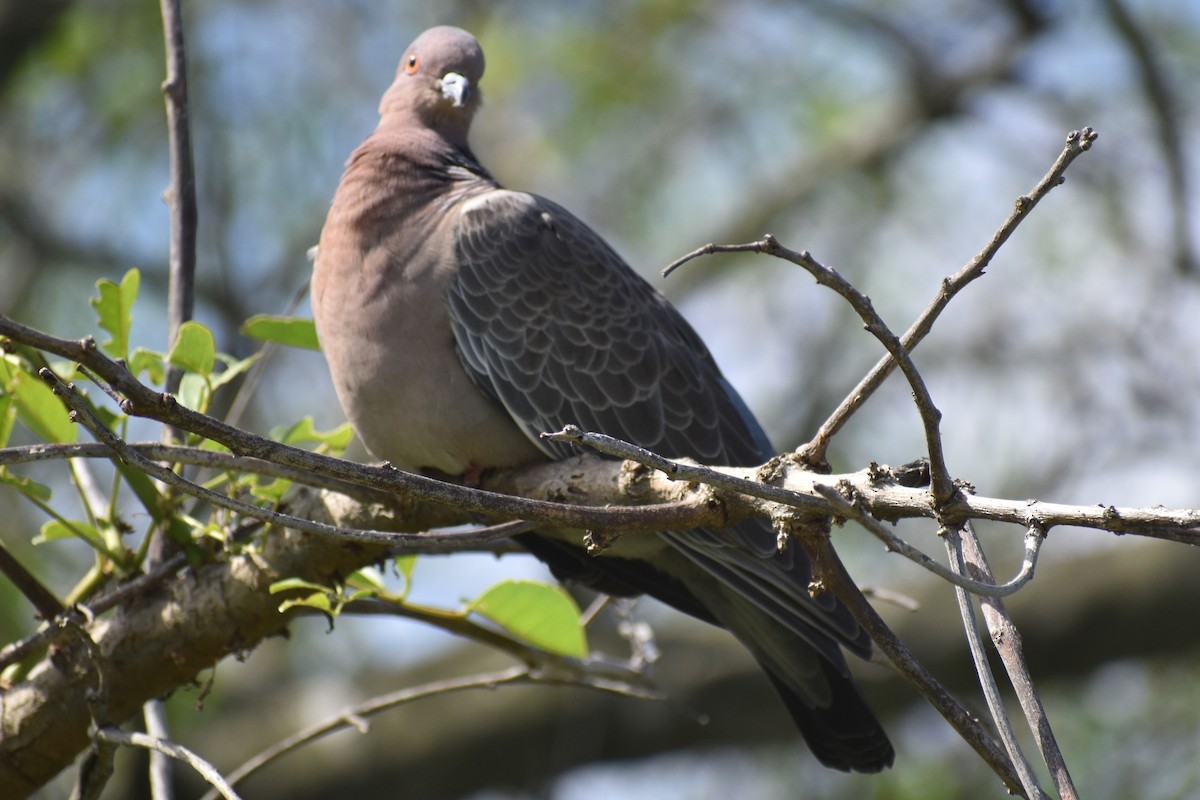 Темнохвостый голубь - ML644614826