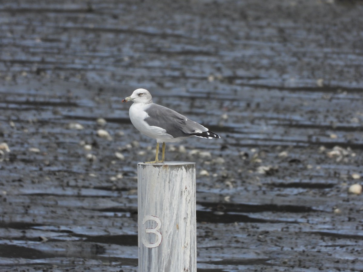 Black-tailed Gull - ML644614832