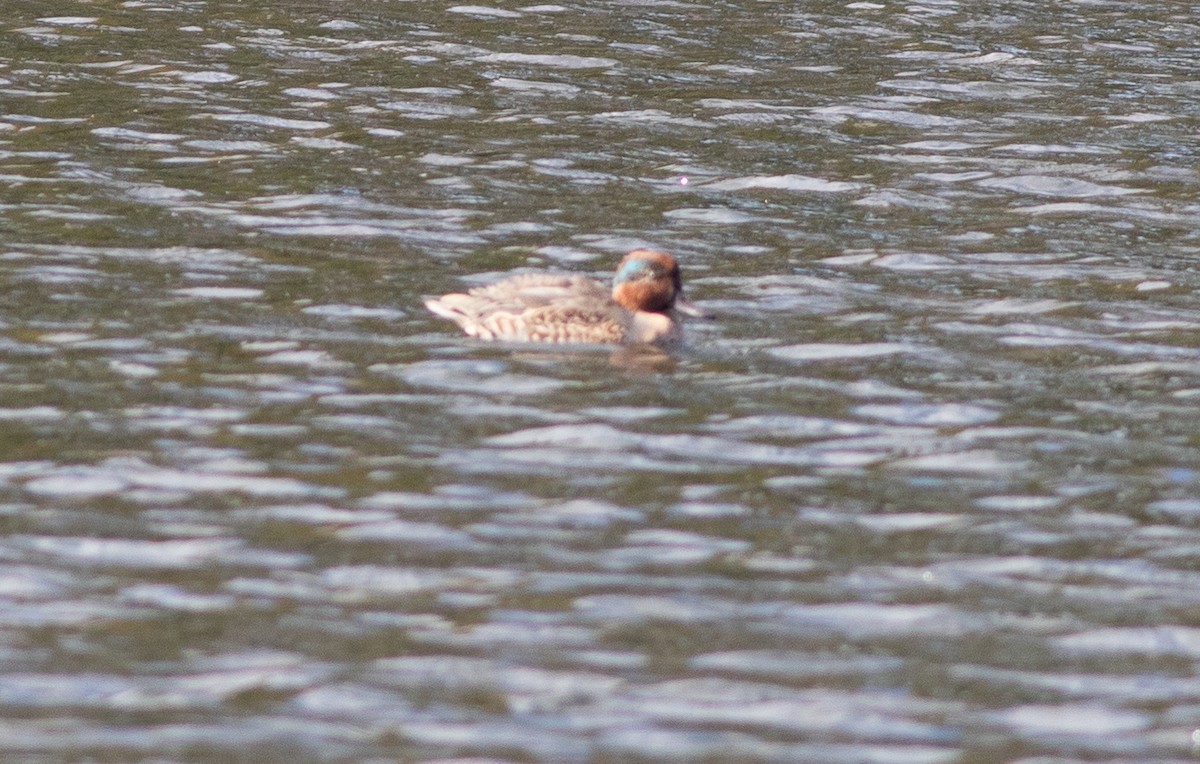 krikkand - ML644614834