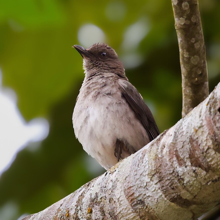 Zorzal Piquinegro - ML644614835