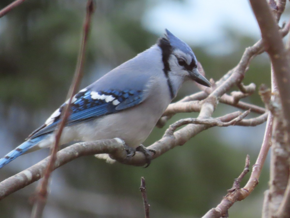 Blue Jay - ML644614837