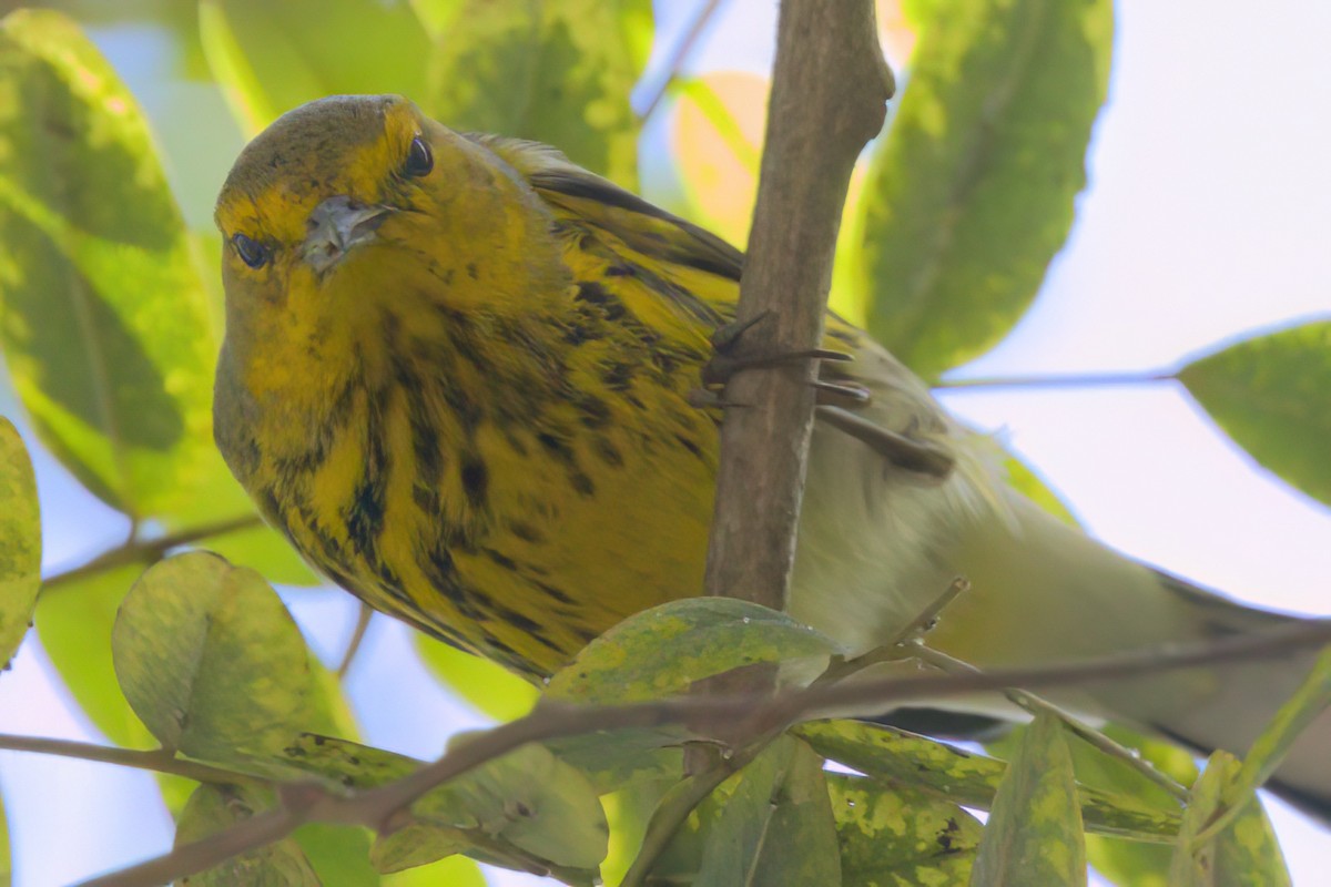 Paruline tigrée - ML644614861