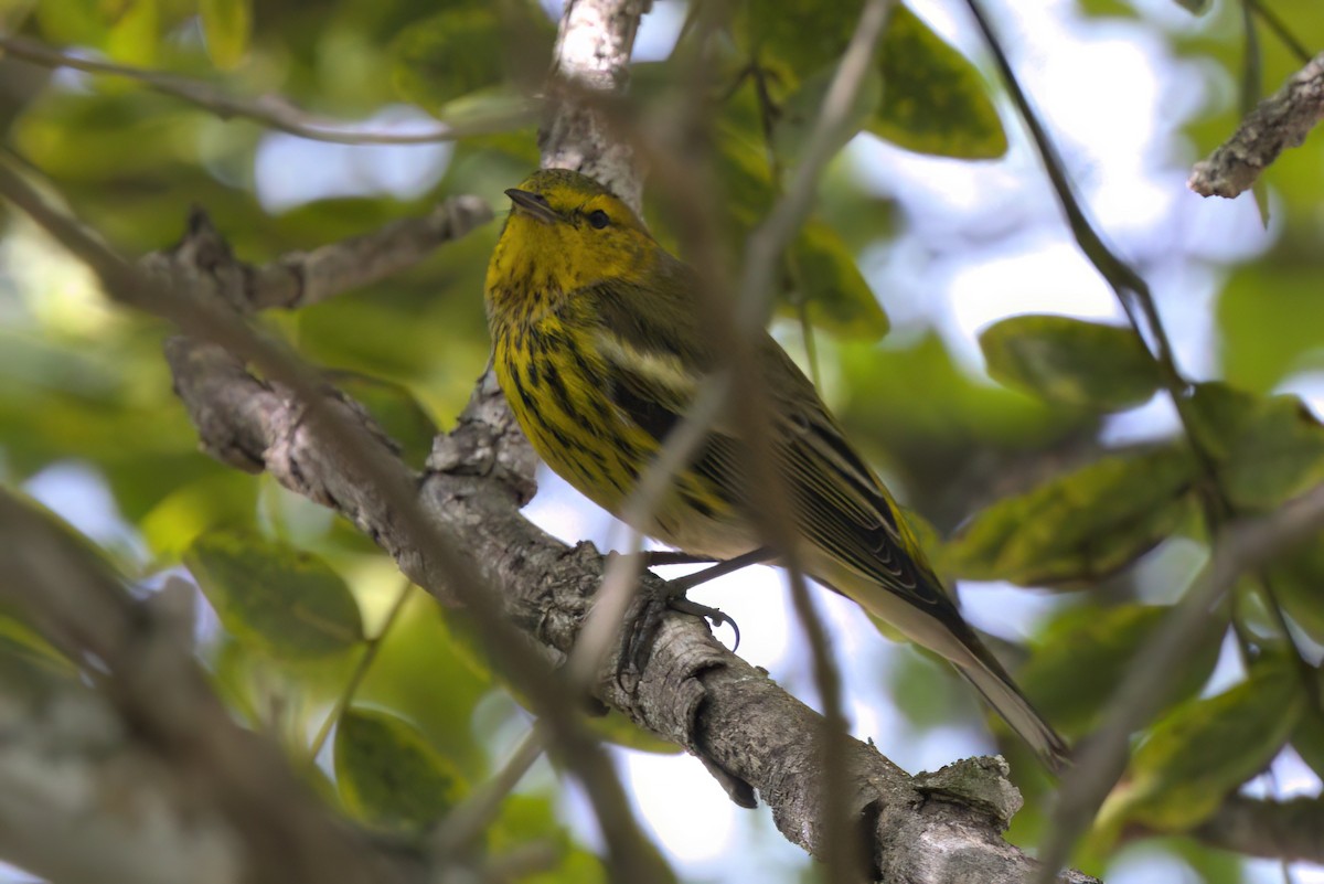 Paruline tigrée - ML644614862