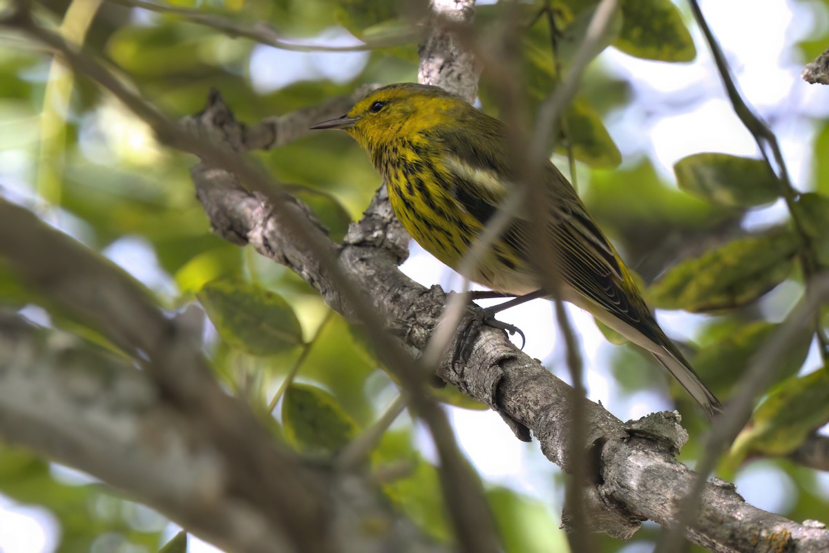 Paruline tigrée - ML644614863