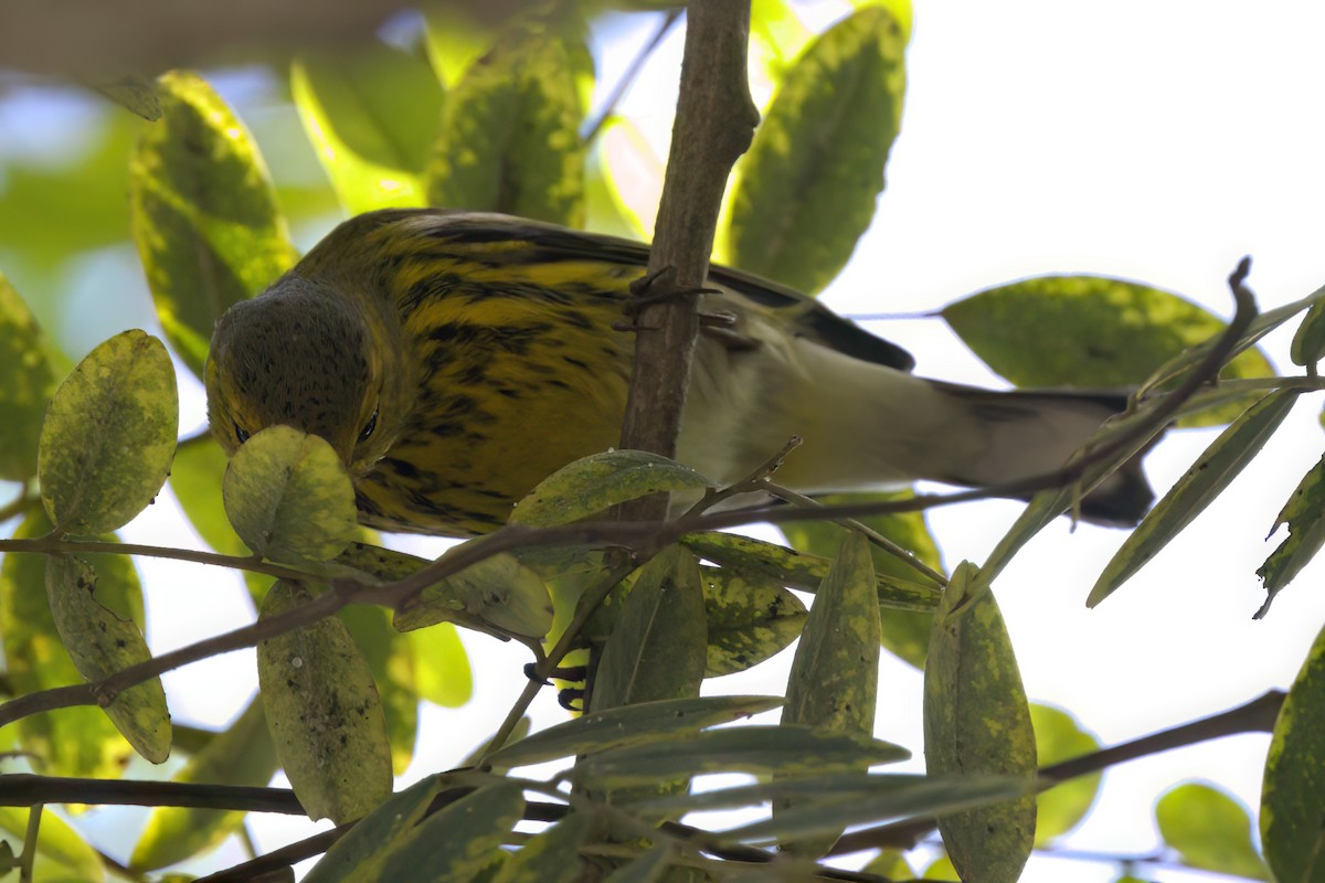 Paruline tigrée - ML644614864