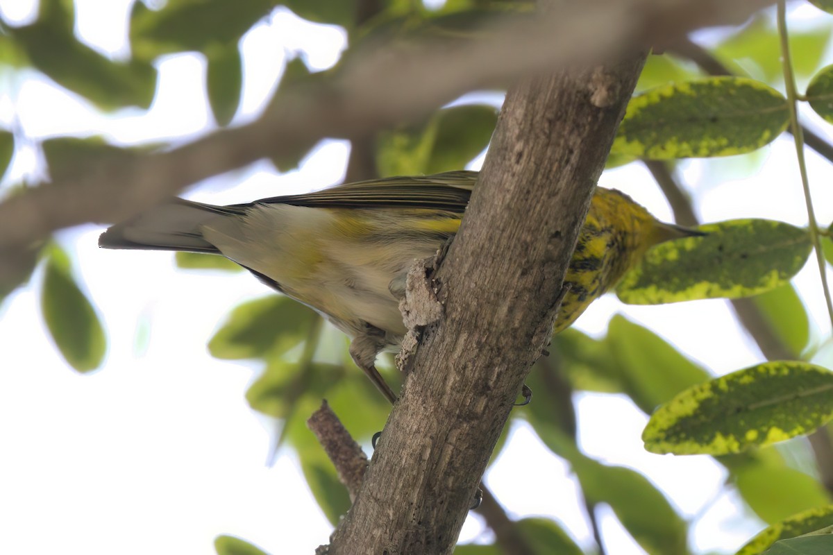 Paruline tigrée - ML644614865