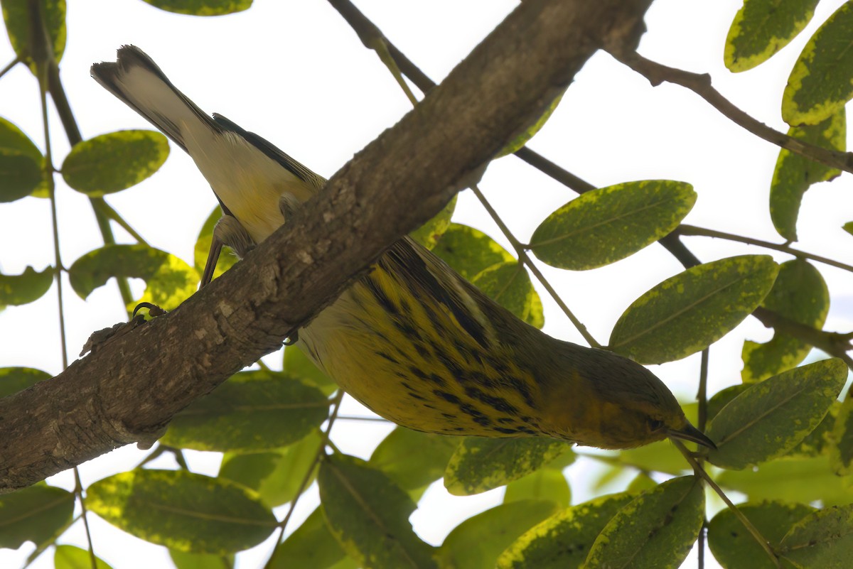 Paruline tigrée - ML644614866