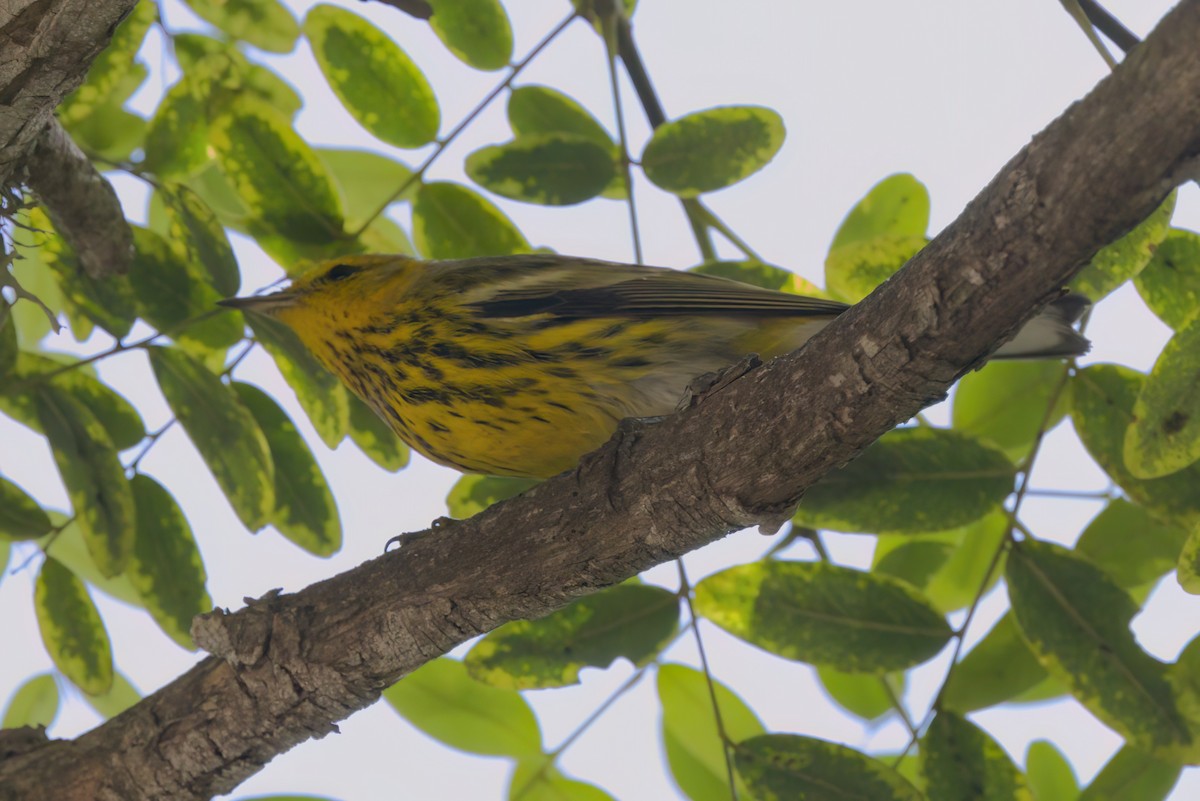 Paruline tigrée - ML644614867