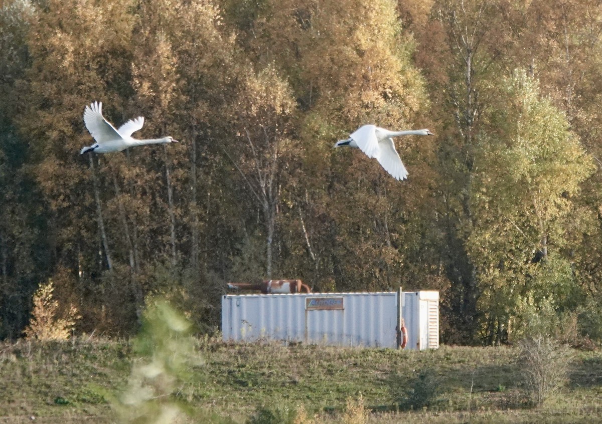 Cygne tuberculé - ML644614870