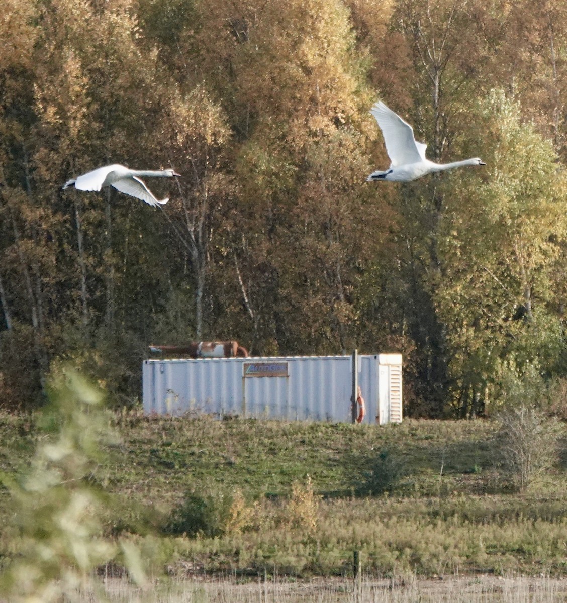 Cygne tuberculé - ML644614871