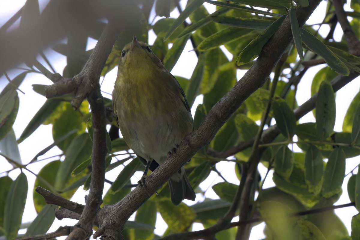 マミジロアメリカムシクイ - ML644614874