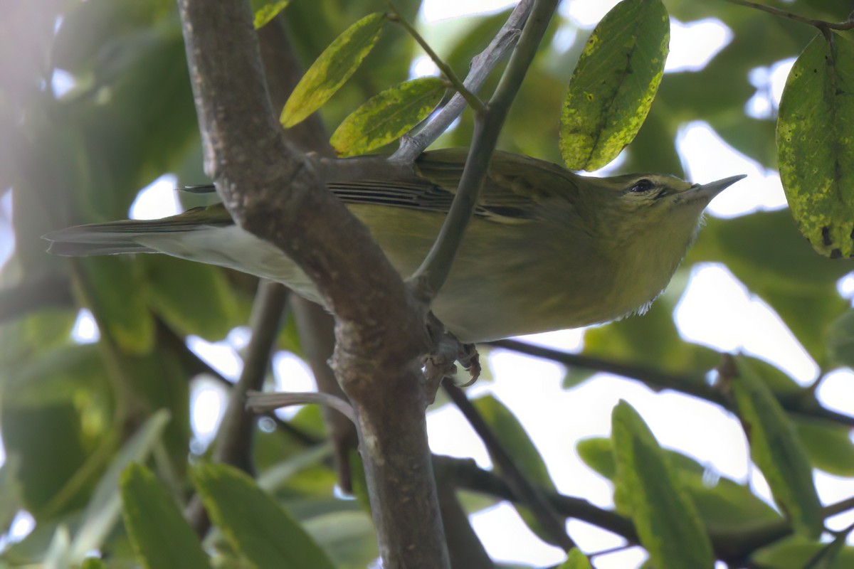 マミジロアメリカムシクイ - ML644614875