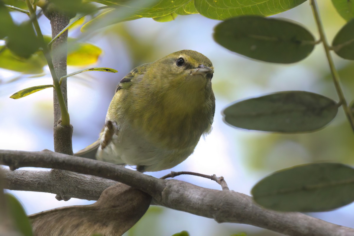 マミジロアメリカムシクイ - ML644614876